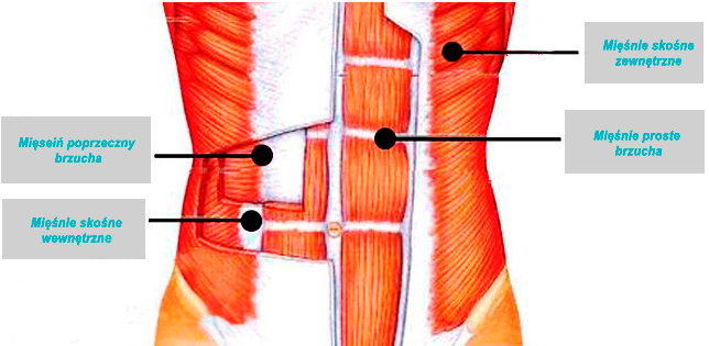 anatomia mięśni brzucha